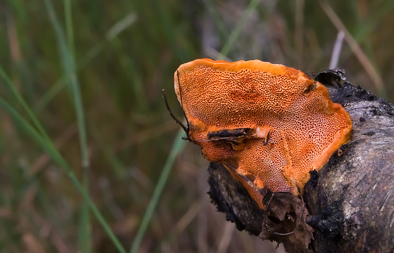 Pycnoporus cinnabarinus